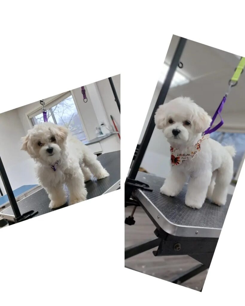 Mr. Ruby after his spa day