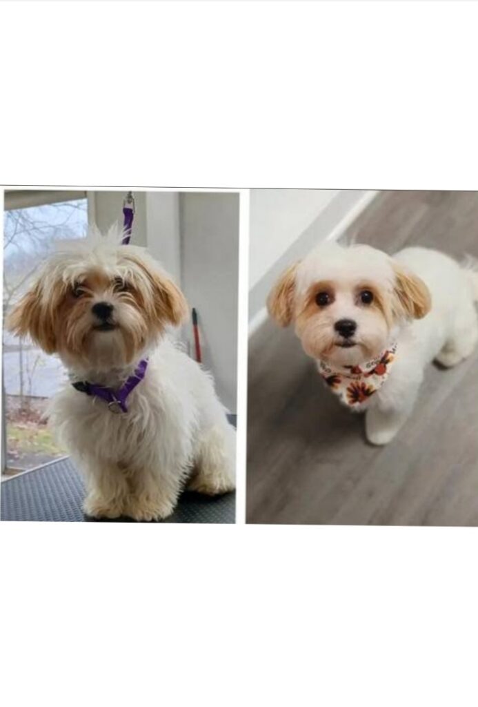 Freshly groomed dogs at Kismet K9
