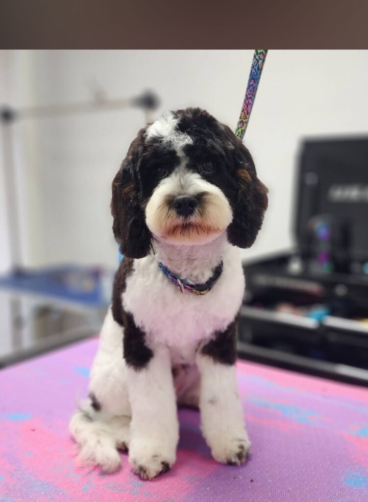 Kismet K9 Pet Spa